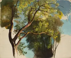 Carl Hummel, Baumstudie aus dem Park der Villa Carlotta, 1855, Öl auf Leinwand. Doubliert