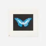 Damien Hirst, To Belong, 2008, etching in colors
