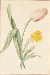 Pierre-Joseph Redouté, Tulip and Yellow Blossom with an Insect and Drop of Dew, unsigned; inscribed 'Pierre Joseph Redouté / Professeur de l'Imperatrice' (in ink on the reverse)