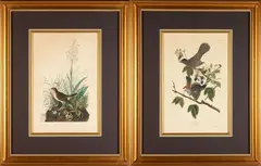 John James Audubon, Two Prints; Cat Bird (Turdus Felivox) plate CXXVIIL, and Tawny Thrush (Tuurdus Wilsonii) plate CLXIV, from Birds of America, hand-colored etching, engraving and aquatint on paper