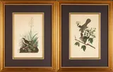 John James Audubon, Two Prints; Cat Bird (Turdus Felivox) plate CXXVIIL, and Tawny Thrush (Tuurdus Wilsonii) plate CLXIV, from Birds of America, hand-colored etching, engraving and aquatint on paper