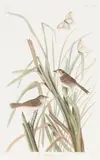 John James Audubon, MacGillivray's Finch, pl. CCCLV, from The Birds of America, 1837, Engraving and aquatint with hand-coloring on J.W. Whatman 1837 paper, from the Robert Havell edition