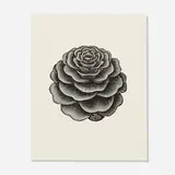 M. C. Escher, Larix (Henriette Roland Holst card)