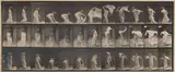 Eadweard Muybridge, Animal Locomotion (Plate 233)