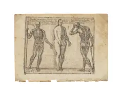 Studies of Three Skeletons, from Principios para estudiar el nobilísimo y real arte de la pintura (Principles to Study the Most Noble and Royal Art of Painting) (Páez Rios I.401.848(121) ) by Josef Garcia el Hidalgo, 1693, Etching on laid paper, sold Apr 2024