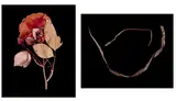 Hollis Frampton, Selected Images (from the portfolio 'ADSVMVS ABSVMVS'), 1982, 2 chromogenic prints, including 'Rose (Rosa damascena)' and 'Common Garter (Thamnophis certalis)'; each signed