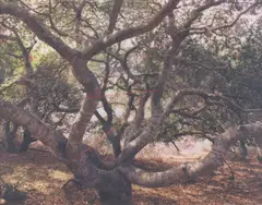 John Pfahl, 'Live Oak Lightning, Lompoc, California' (from 'Altered Landscapes'), 1978, Dye transfer print; signed