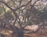 John Pfahl, 'Live Oak Lightning, Lompoc, California' (from 'Altered Landscapes'), 1978, Dye transfer print; signed