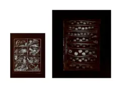 Selected Images by Olivia Parker, 1976-77, 2 gelatin silver prints, comprising 'Pheasant' and 'Pods of Chance', sold Apr 2024