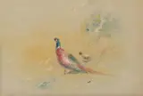 James Stinton, Pheasant and grouse, watercolour over traces of pencil