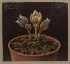 H.W. Cook, 'Anemone'; 'Cyclamen', oil on board