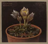 H.W. Cook, 'Anemone'; 'Cyclamen', oil on board