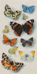 Mildred E. Eldridge, Studies of butterflies, watercolour
