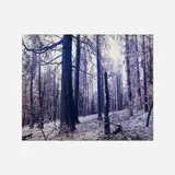 Justine Kurland, The Burned Down Forest, Tall Trees
