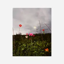 Collier Schorr, Arrangement #15 (Herrhausen), 2008, archival pigment print
