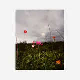Collier Schorr, Arrangement #15 (Herrhausen), 2008, archival pigment print