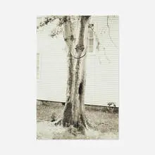 David Hammons, Money Tree, 1992, toned gelatin silver print