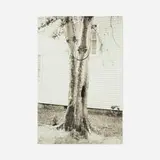 David Hammons, Money Tree