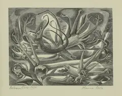 Monica Poole, Untitled, Monica Poole (1921-2003) ‘BALSAM ROOT’ Wood engraving