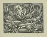 Monica Poole, Untitled, Monica Poole (1921-2003) ‘BALSAM ROOT’ Wood engraving
