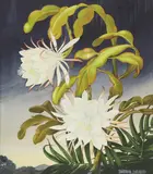 Barbara Everard, Untitled, watercolour heightened with white 51.5 x 41.5cm .