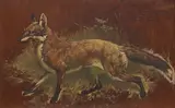 Basil James Nightingale, 'A Distinguished General' - A study of a fox, oil on plywood board