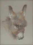 William Huggins, Head of a donkey, pencil and pastel