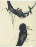 Pat Douthwaite, Insects, charcoal and pastel on buff paper