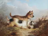 William Walker Morris, Terriers rabbiting, a pair