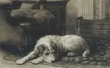 Herbert Thomas Dicksee Re, 'Where's Master?' - The King's Wire Fox Terrier 'Caesar', 1911, etching on vellum
