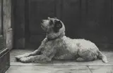 Herbert Thomas Dicksee Re, 'The Closed Door' - A Jack Russell Terrier, 1920, etching on vellum