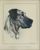 Bridget Olerenshaw, 'Bandarilla Momma of Merrowlea' - Great Dane, gouache