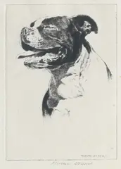 Morgan Dennis, 'Full of Beans' - A Staffordshire Terrier, etching