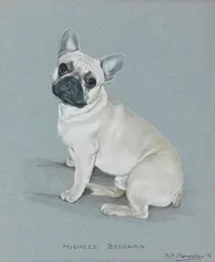 Bridget Olerenshaw, French Bulldog 'Mismees Benjamin', watercolour and gouache