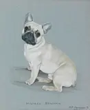 Bridget Olerenshaw, French Bulldog 'Mismees Benjamin', watercolour and gouache