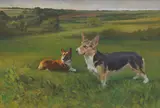Mary Browning, Welsh Corgis, Pembrokeshire and Cardiganshire, oil on board