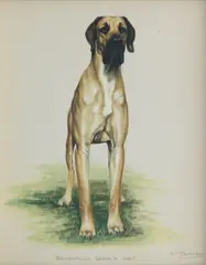Bridget Olerenshaw, 'Bandarilla Green 'n Gold' - Great Dane, gouache