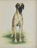 Bridget Olerenshaw, 'Bandarilla Green 'n Gold' - Great Dane, gouache