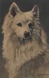 English School, Portrait of a Spitz, charcoal and pastel
