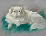 Lilian Cheviot, White Pekingese, oil on canvas