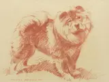 Morgan Dennis, A Chow Chow, pastel