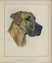 Bridget Olerenshaw, 'Bandarilla Bala Perdida'- Great Dane, gouache
