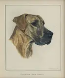 Bridget Olerenshaw, 'Bandarilla Bala Perdida'- Great Dane, gouache