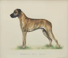 Bridget Olerenshaw, 'Bandarilla Bala Perdida' - Great Dane, gouache