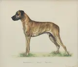 Bridget Olerenshaw, 'Bandarilla Bala Perdida' - Great Dane, gouache