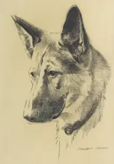 Morgan Dennis, Head study of an Alsatian, charcoal