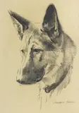 Morgan Dennis, Head study of an Alsatian, charcoal