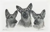 Bert Cobb, 'Brothers' - Alsatians, etching