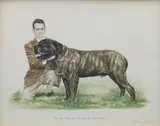 Bridget Olerenshaw, 'Eng. & Amer. Ch. Falcon of Blackrock' - Mastiff, gouache