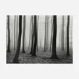 Vincent Vallarino, Luxembourg Woods #2, 1974, gelatin silver print